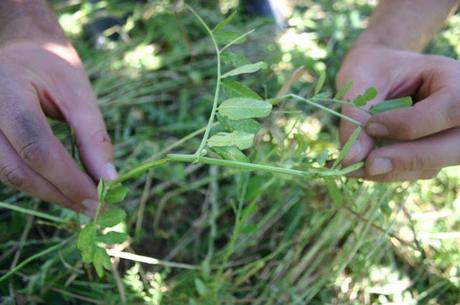 HEALTH: QUÉ ES UN ALIMENTO ORGÁNICO, ECO O BIO ? DIFERENCIAS