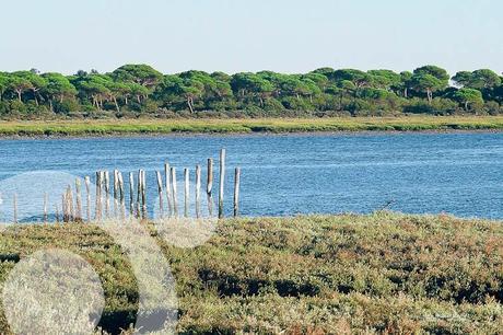 parque natural bahia de cadiz 1