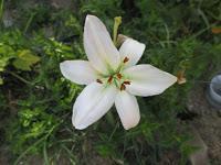 FLORES DE JULIO FLORES DE JULIO