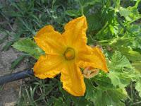 FLORES DE JULIO FLORES DE JULIO