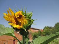 FLORES DE JULIO FLORES DE JULIO