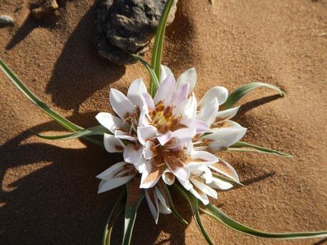 El lirio del Sahara (androcymbium wyssianum)