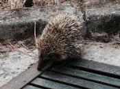 ¿Hay erizos colegio?