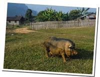Vietnam pig