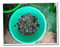 Insect food in Laos