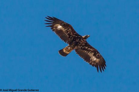 DISFRUTANDO CON LAS ÁGUILAS