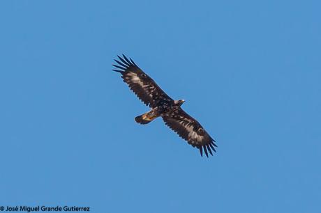 DISFRUTANDO CON LAS ÁGUILAS