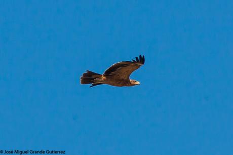 DISFRUTANDO CON LAS ÁGUILAS