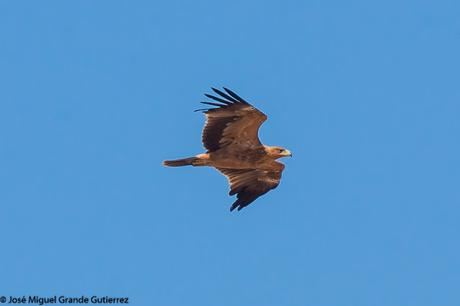 DISFRUTANDO CON LAS ÁGUILAS