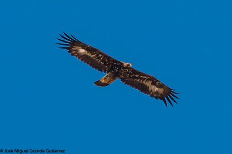 DISFRUTANDO CON LAS ÁGUILAS
