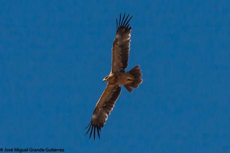 DISFRUTANDO CON LAS ÁGUILAS