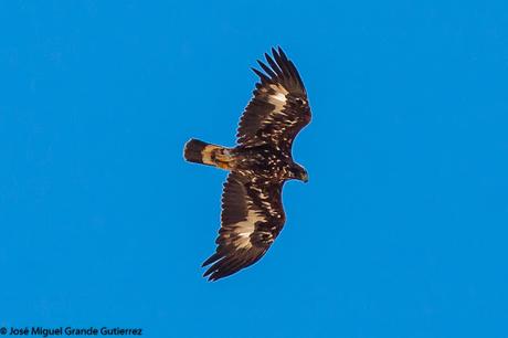 DISFRUTANDO CON LAS ÁGUILAS