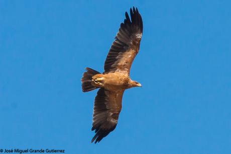 DISFRUTANDO CON LAS ÁGUILAS