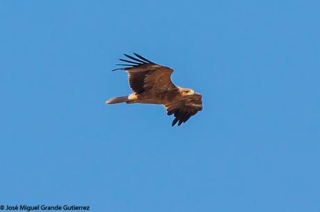 DISFRUTANDO CON LAS ÁGUILAS