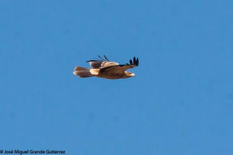 DISFRUTANDO CON LAS ÁGUILAS