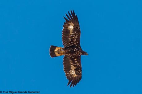 DISFRUTANDO CON LAS ÁGUILAS