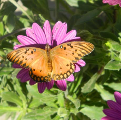 Mariposa Mariposa sobre flor.