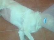 mascotas