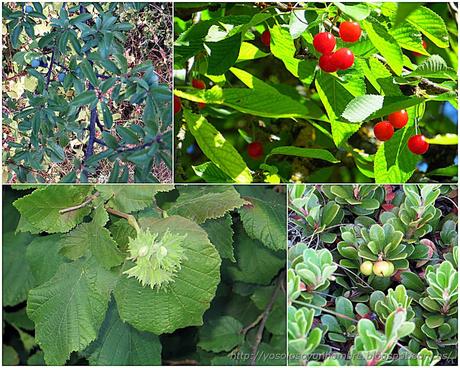 Ruta running por la hoces del Ebro, entre Orbaneja del Castillo (Burgos) y Villaescusa de Ebro (Cantabria)