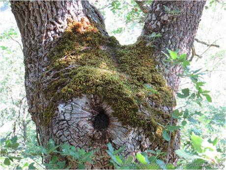Ruta running por la hoces del Ebro, entre Orbaneja del Castillo (Burgos) y Villaescusa de Ebro (Cantabria)