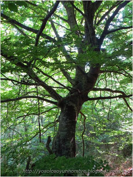 Ruta running por la hoces del Ebro, entre Orbaneja del Castillo (Burgos) y Villaescusa de Ebro (Cantabria)