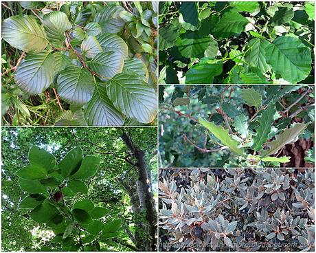 Ruta running por la hoces del Ebro, entre Orbaneja del Castillo (Burgos) y Villaescusa de Ebro (Cantabria)