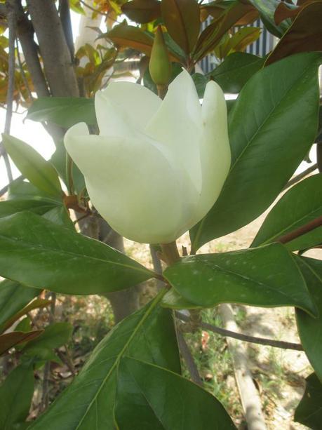 Ya tengo mi Adrienne Nero Short. Un bikini precioso de Divissima. MOda VErano Moda Baño magnolio, blog solo yo, blog de moda, blog de belleza, blog diario, solo yo, flores,