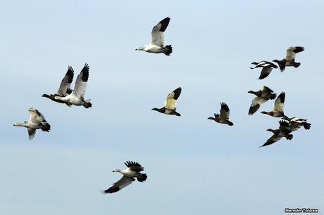 En busca de los cauquenes migratorios