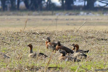 En busca de los cauquenes migratorios