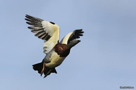 En busca de los cauquenes migratorios