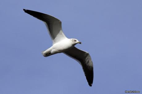 En busca de los cauquenes migratorios