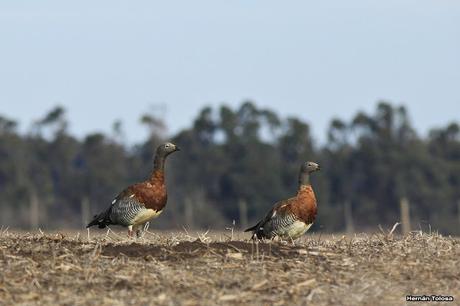 En busca de los cauquenes migratorios