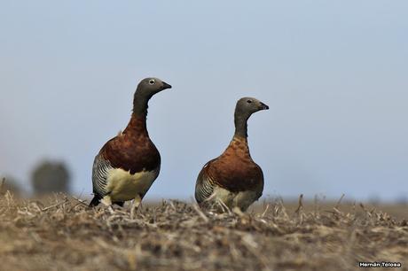 En busca de los cauquenes migratorios