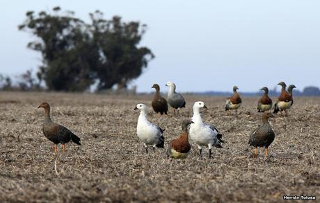 En busca de los cauquenes migratorios