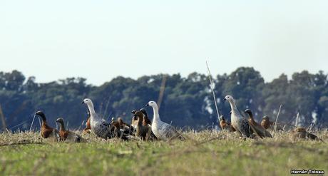 En busca de los cauquenes migratorios