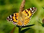 Nuevas viejas carderas