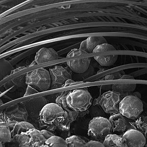 CESTAS PARA RECOLECTAR POLEN - BASKETS FOR COLLECTING POLLEN.