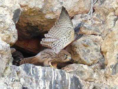 ALTANEROS Y LIBRES EN LAREDO