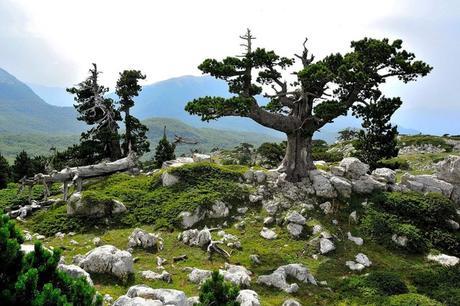 Quien llega de vacaciones a Calabria encuentra oasis de virginidad y viejos valores que Calabria no ha perdido todavía.