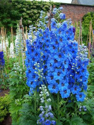 Prohibido oler las flores: el jardín más venenoso del mundo