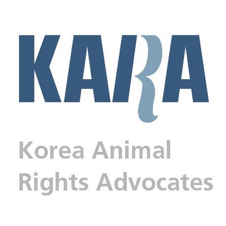 ¿LAS MARCAS COREANAS TESTAN EN ANIMALES? | DO KOREAN BRANDS TEST ON ANIMALS?