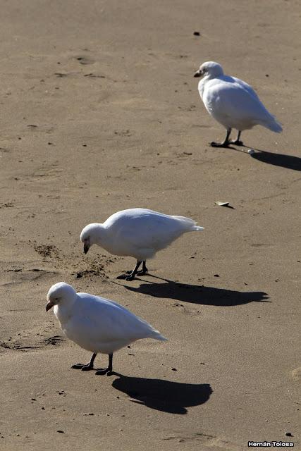 Por la escollera de Necochea