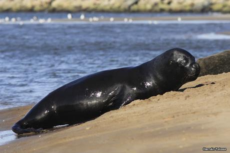 Por la escollera de Necochea