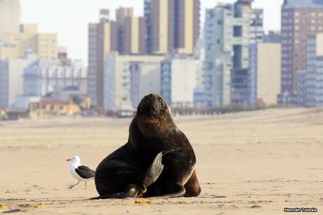 Por la escollera de Necochea