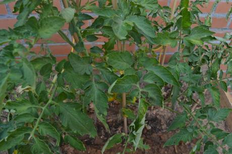 huerto urbano tomates