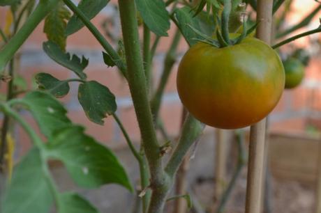 huerto urbano tomates