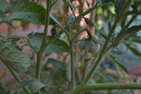 huerto urbano tomates