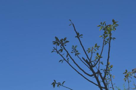 huerto urbano tomates