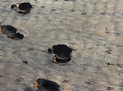 Seis pasos para desarrollar hábito lectura