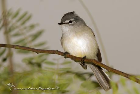 Piojito común (White-crested tyrannulet) Serpophaga subcristata